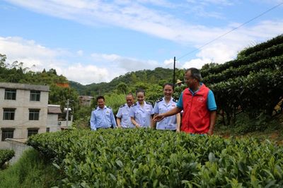 賀州稅務 稅惠賦能，助力茶香四溢 企業服務新篇章